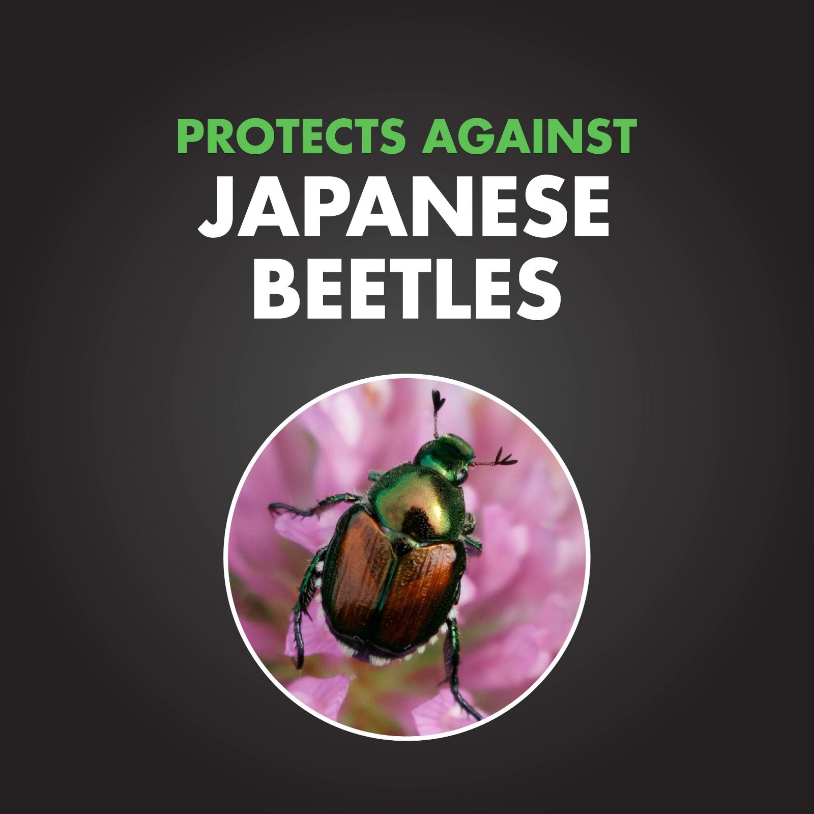 Spectracide Bag-A-Bug Japanese Beetle Outdoor Pheromone scent Bag Insect Trap