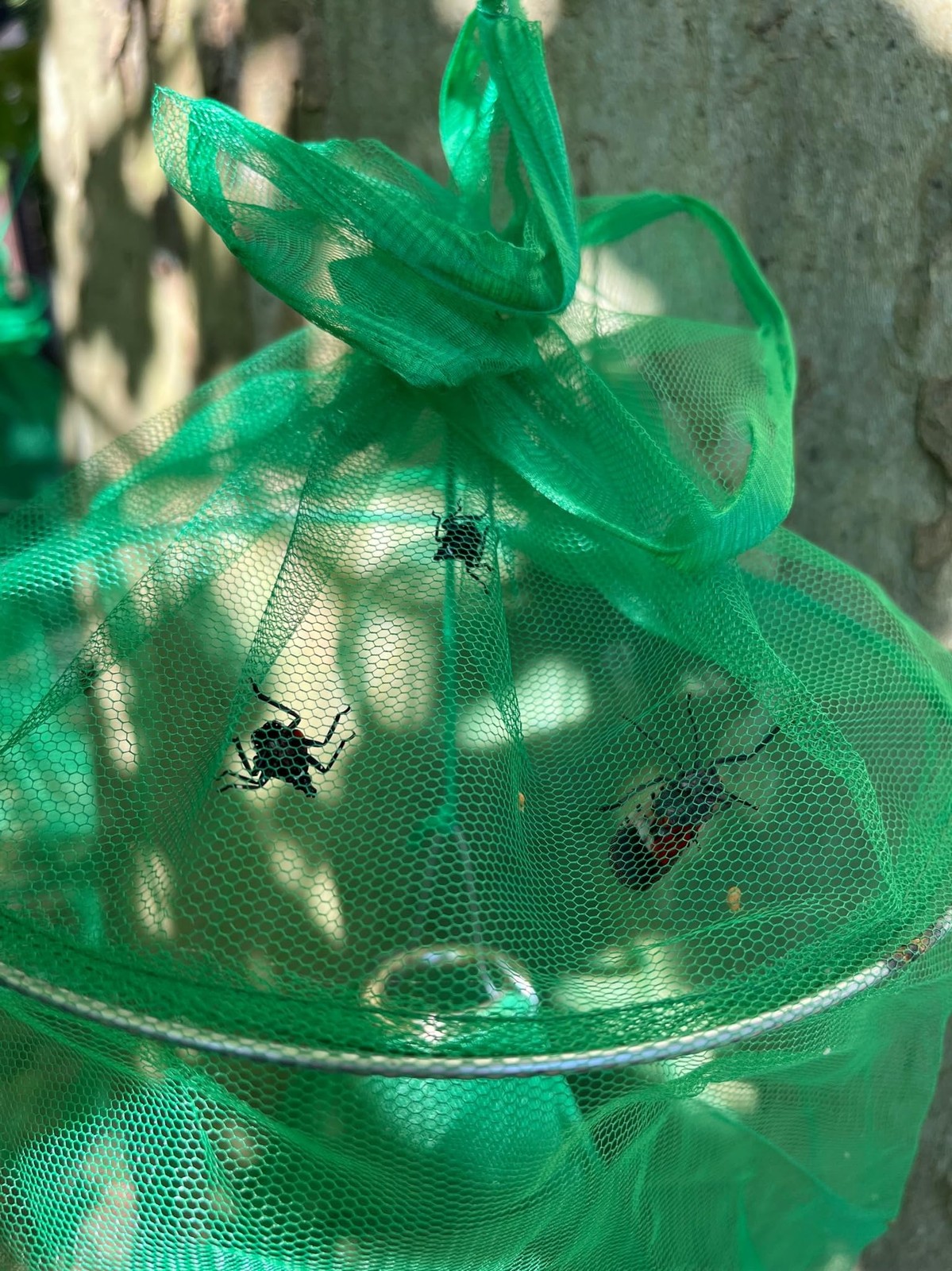 Spotted Lanternfly Mesh House Trap SLF Lantern Fly & Nymph Catcher 1 Pack
