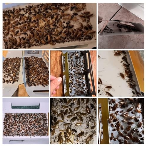 20 Pack Roach Traps, Cockroach Traps Indoor Home, Glue Brown-cockroach-20p