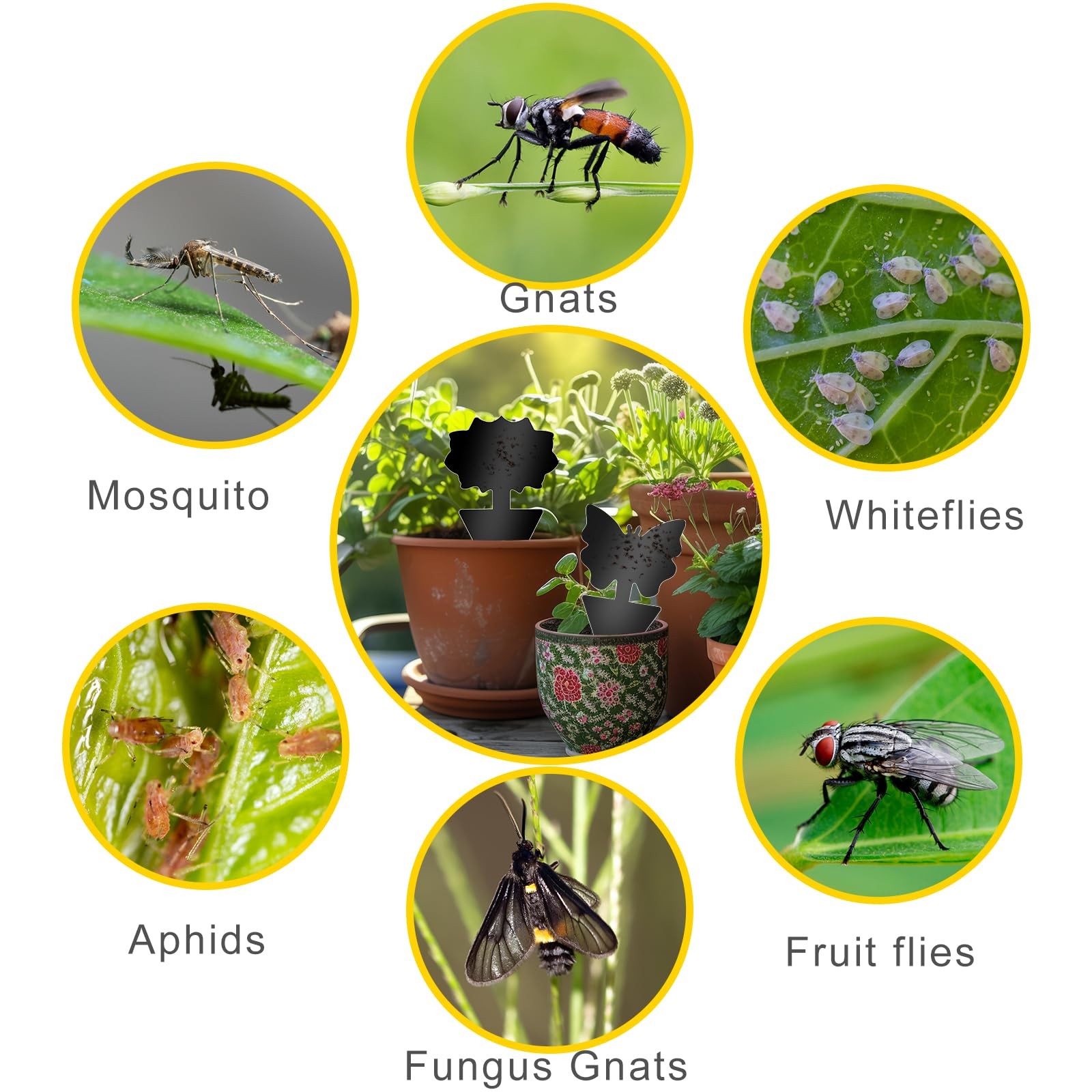 Fruit Fly Traps, 60 Pack Black Sticky Traps, Fungus Gnat Traps, Plant Fly