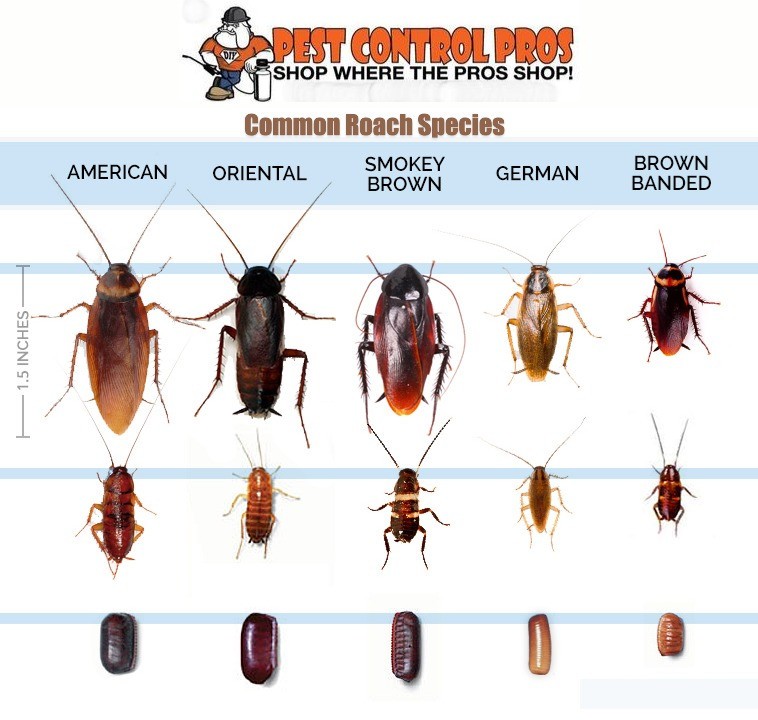 33 Gram Tube Maxforce FC Magnum Cockroach Bait Gel Kill American German Roaches