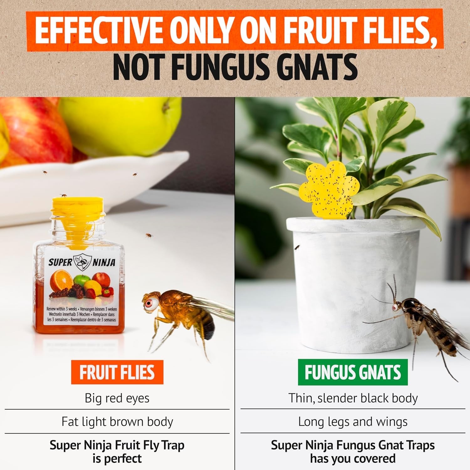 Super Ninja Fruit Fly Traps for Indoors – 1 Pack, Highly Effective Fruit Fly Cat