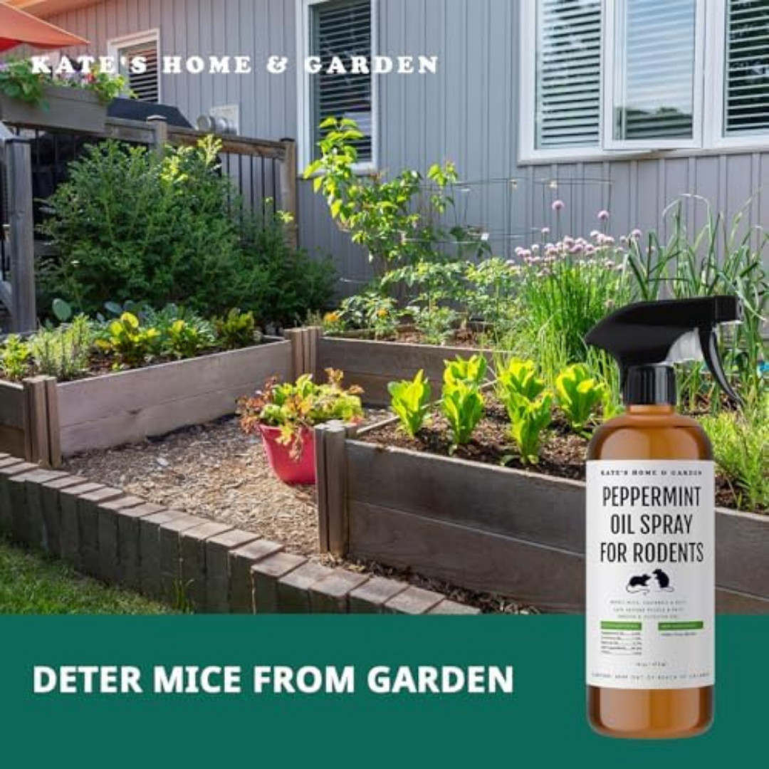 Peppermint Oil Spray, for Rodents Mice Raccoon Bat and, Squirrels Rodent Repelle