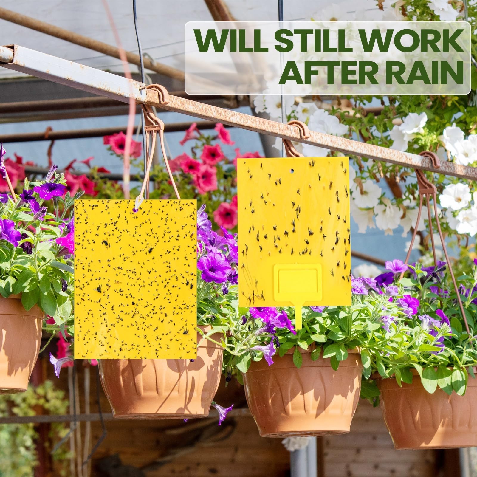 300 Pcs Yellow 6″x8″ Dual-Sided Sticky Traps for Gnats, Fruit Flies & Bugs – Ind