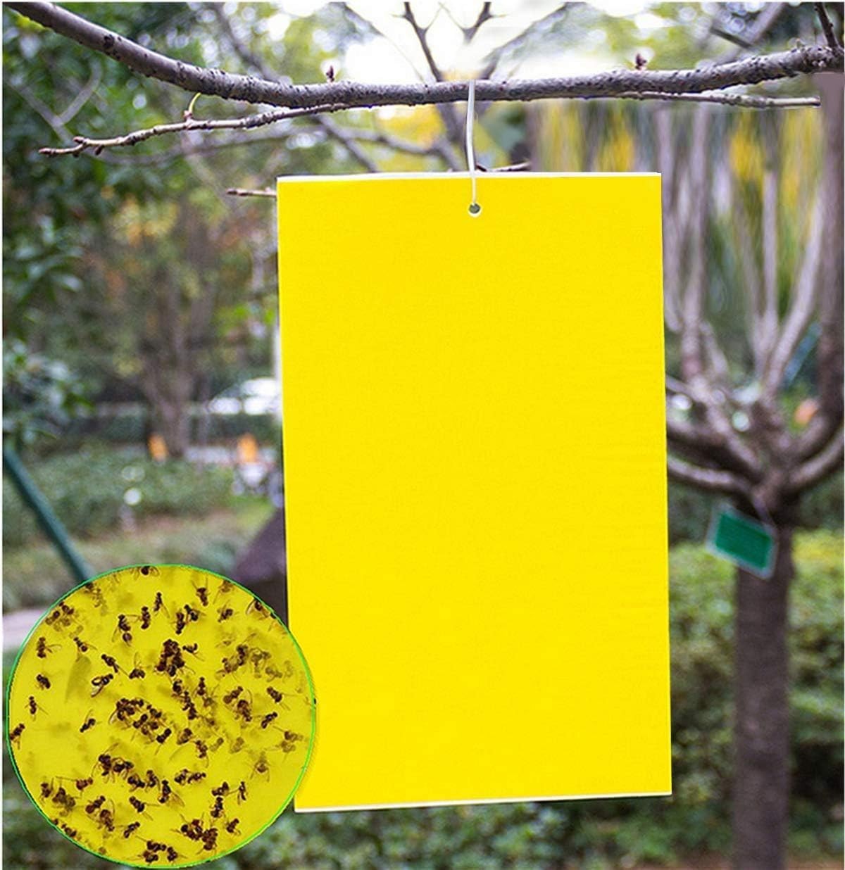 20 PACK Garden Sticky Traps Cucumber Beetle Trap Fruit Fly Trap Fly 6×8 Papers
