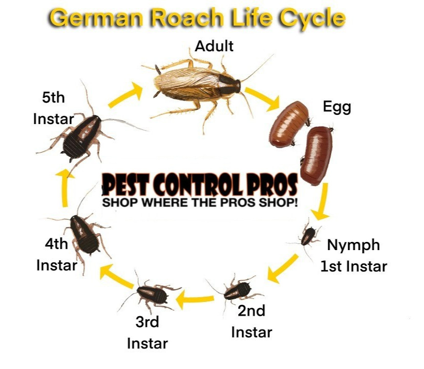 Maxforce FC Magnum Cockroach German Roach Control Bait Gel .05% Fipronil