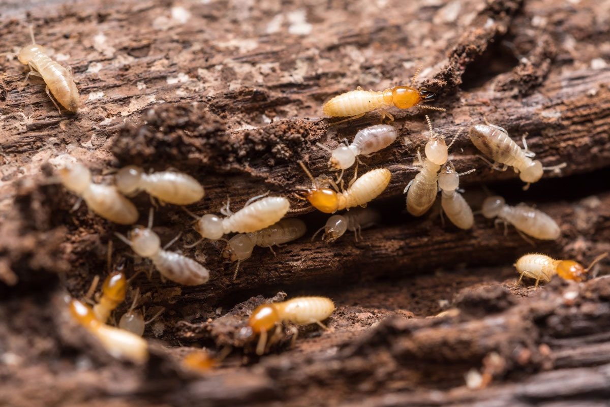 20 oz Termidor Foam Termite Ant CONTROL Insectide BASF Termiticide NO Ship to NY