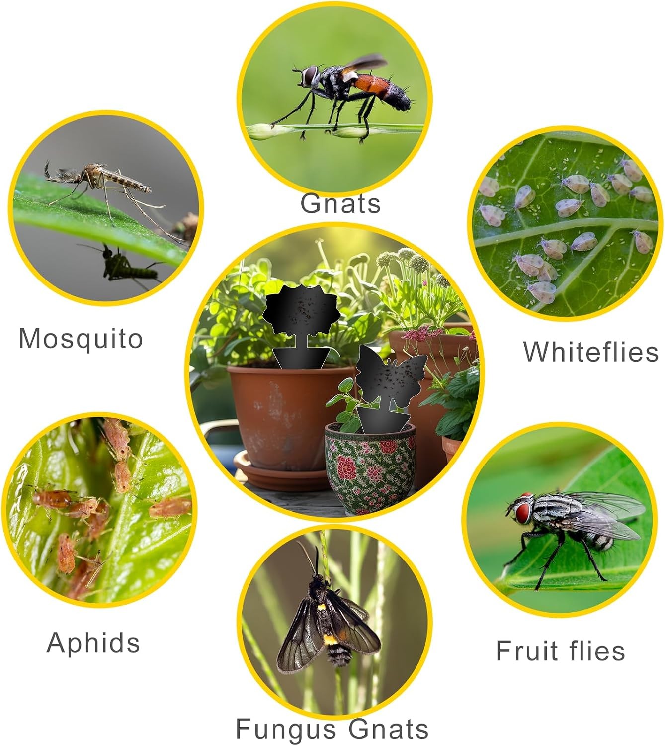 Fruit Fly Traps, 60 Pack Black Sticky Traps, Fungus Gnat Traps, Plant Fly