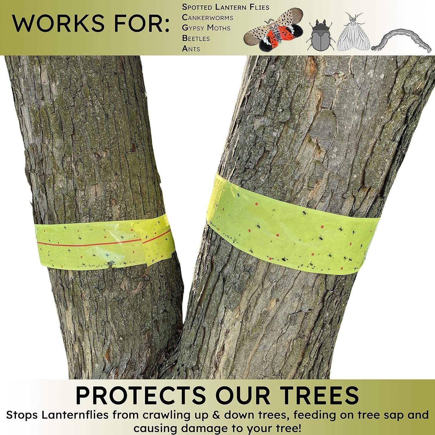 , Spotted Lantern Fly Tree Trap – 4 Rolls (30 Feet Each Roll) – Lanternfly Tree
