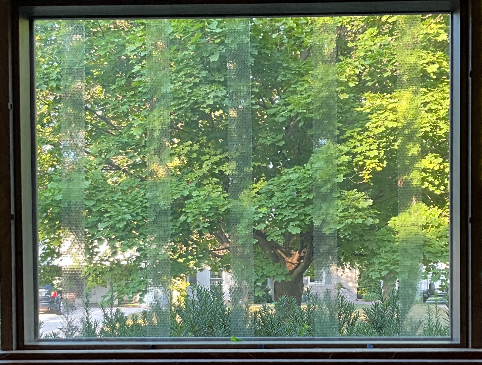 CollidEscape Clear Bird Tape for Windows, 3/4″ x 40′, Prevent Bird Strikes