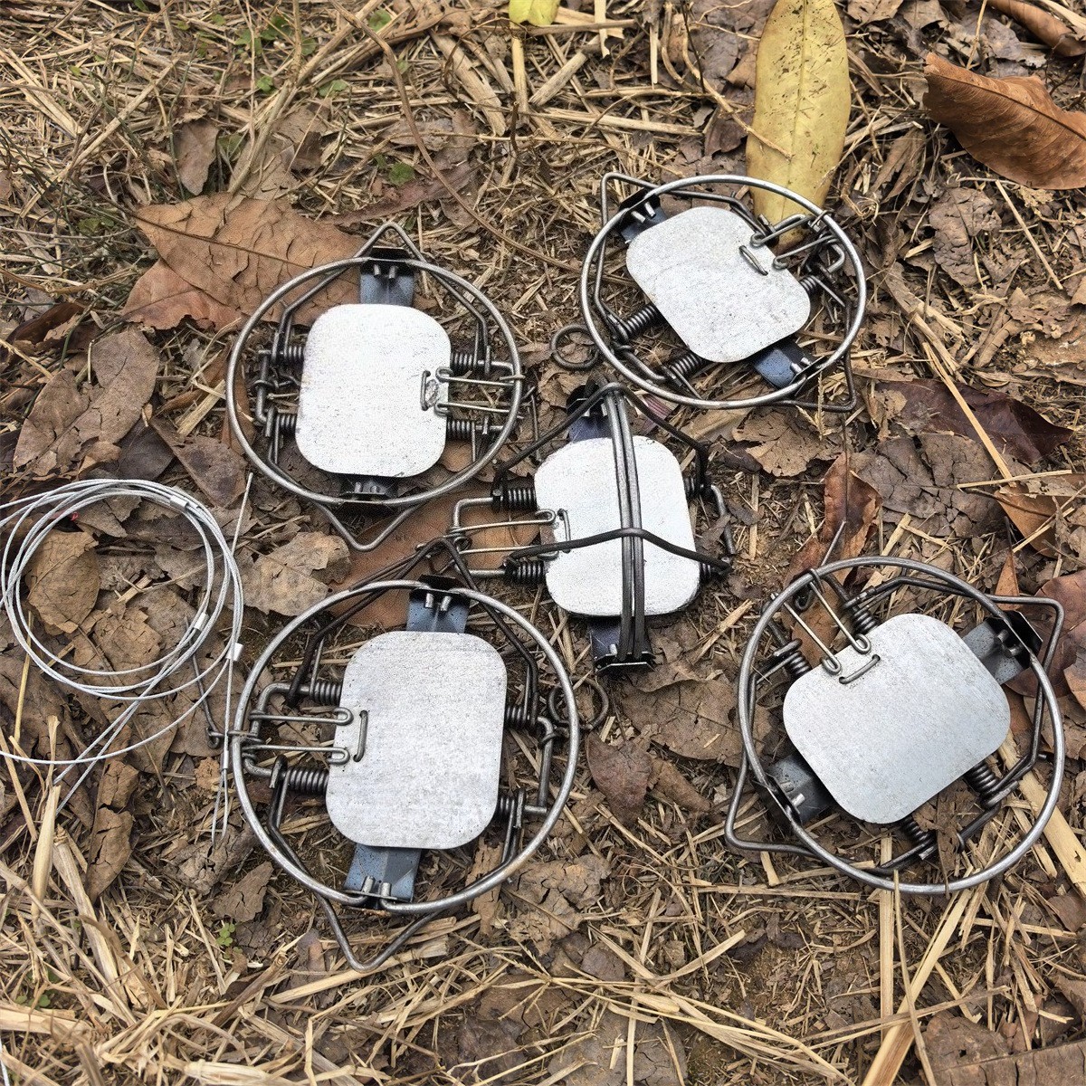 5 Pieces 5-1/10In / 13cm Coil Spring Nutria Mice Fox Gopher Mole Rat Mouse Trap