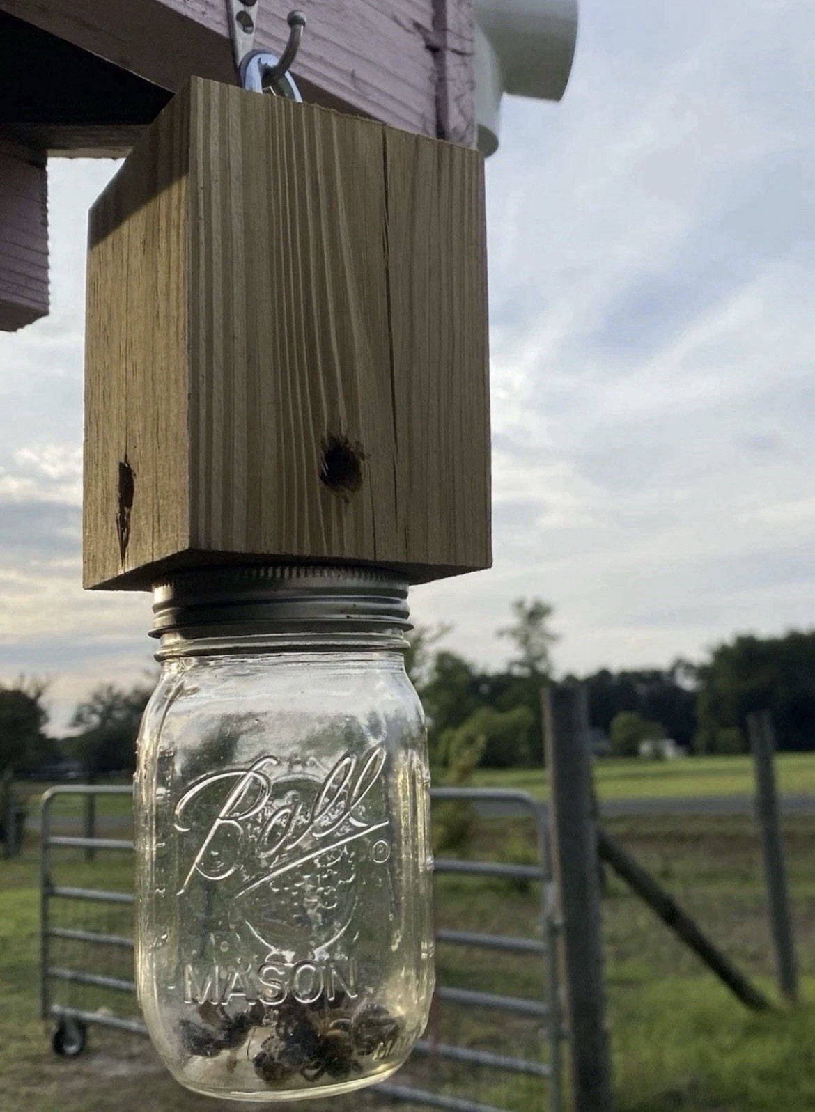 carpenter bee trap Shipped Free!
