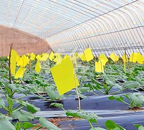 20 PACK Garden Sticky Traps Cucumber Beetle Trap Fruit Fly Trap Fly 6×8 Papers