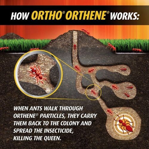 Ortho Orthene Fire Ant Killer1, Kills Queen, Destroys up to 162 Mounds, 12 oz