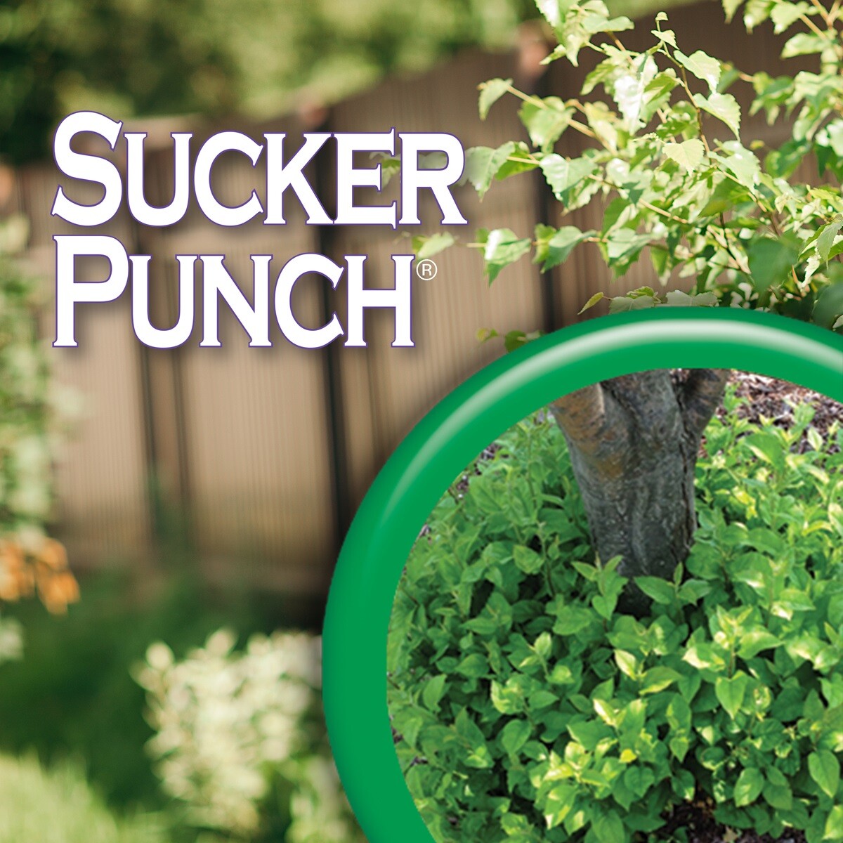 Bonide 276 8 Oz Sucker Punch Brush On Sucker & Sprout Control , Growth Regulator