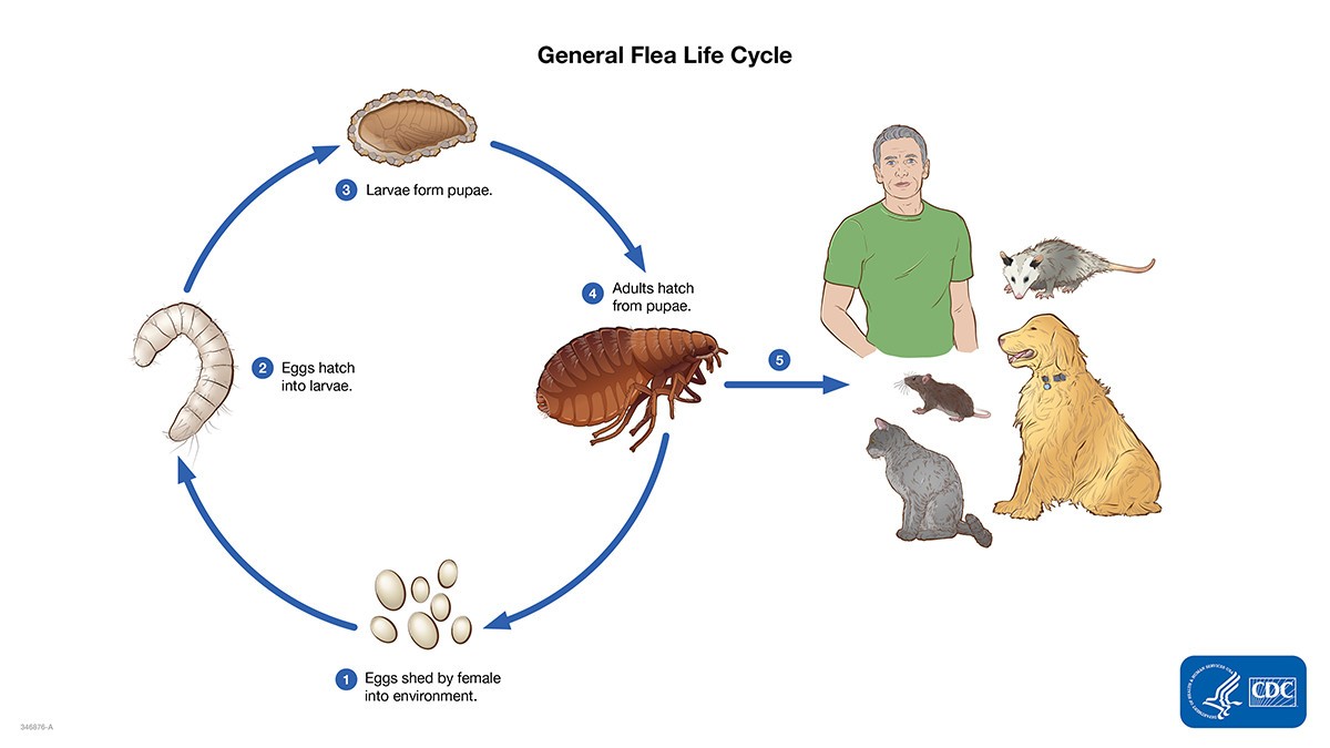 14 oz PT Alpine Flea and Bed Bug w/ IGR Aerosol Insecticide Kill Fleas Bed Bugs