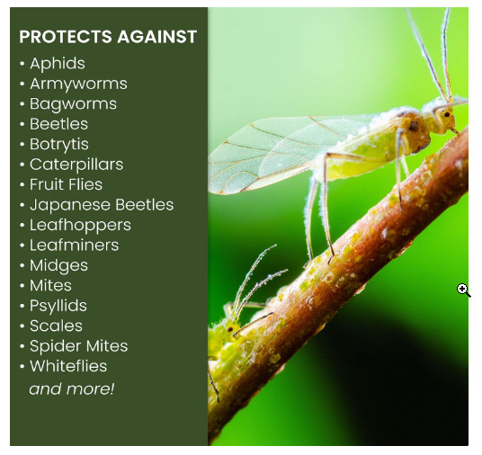 Natria 706250A Neem Oil Spray 24-Ounce for Plants Pest Organic Disease Control