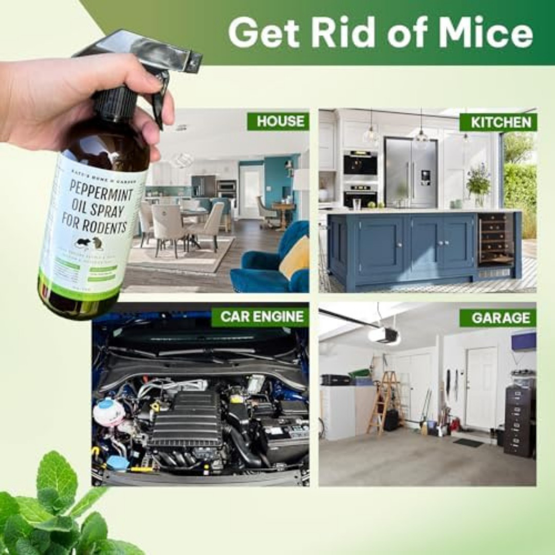 Peppermint Oil Spray, for Rodents Mice Raccoon Bat and, Squirrels Rodent Repelle