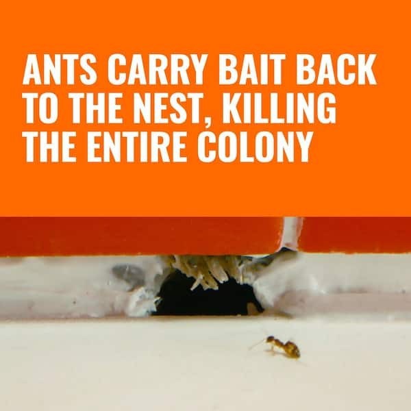 TERRO Liquid Ant Bait Ant Killer 6 Bait Stations 2 Packs