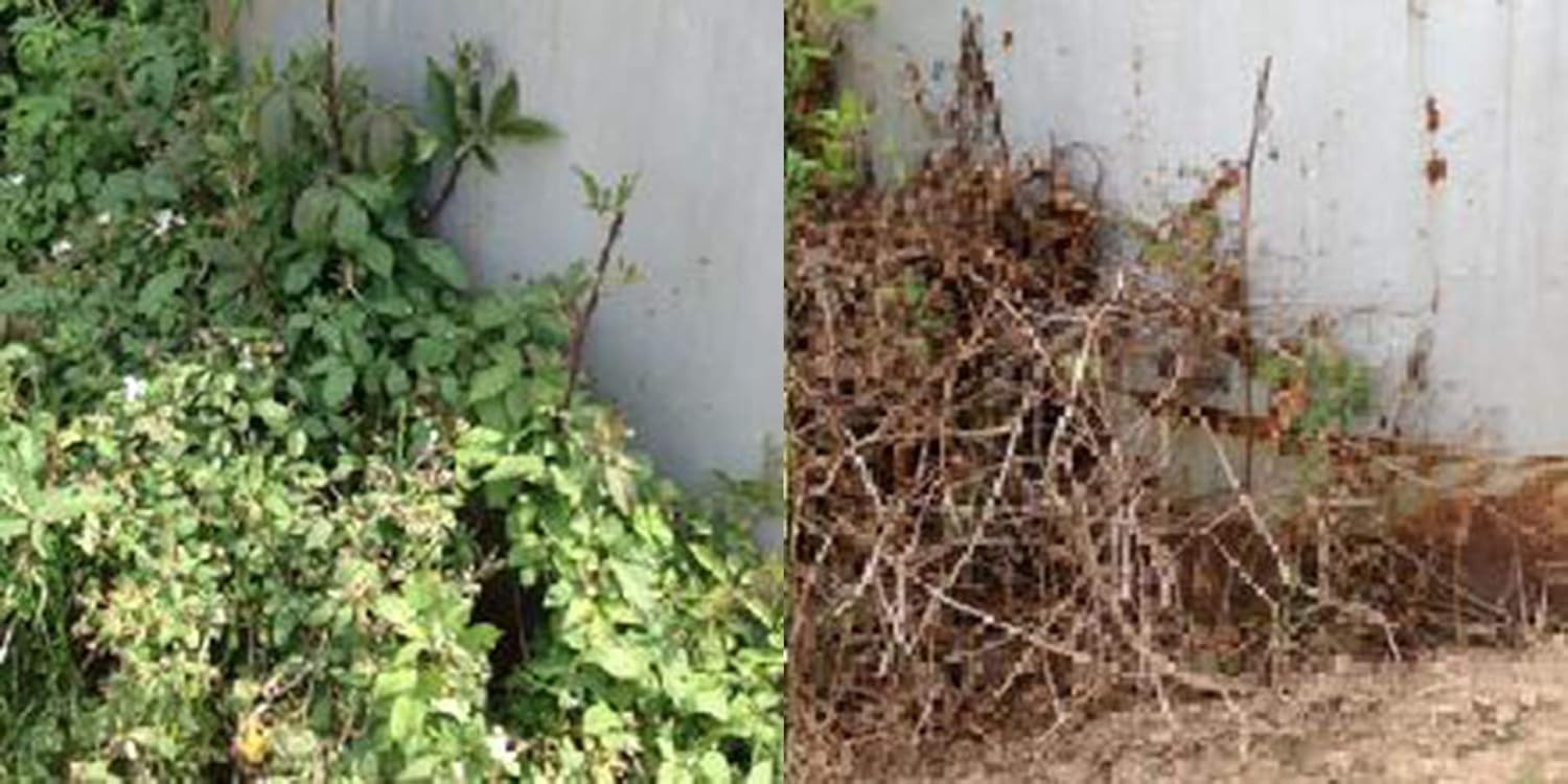 RM43 Total Veg Control Glyph Imazapyr Root Weed Preventer and Grass killer 1 GAL