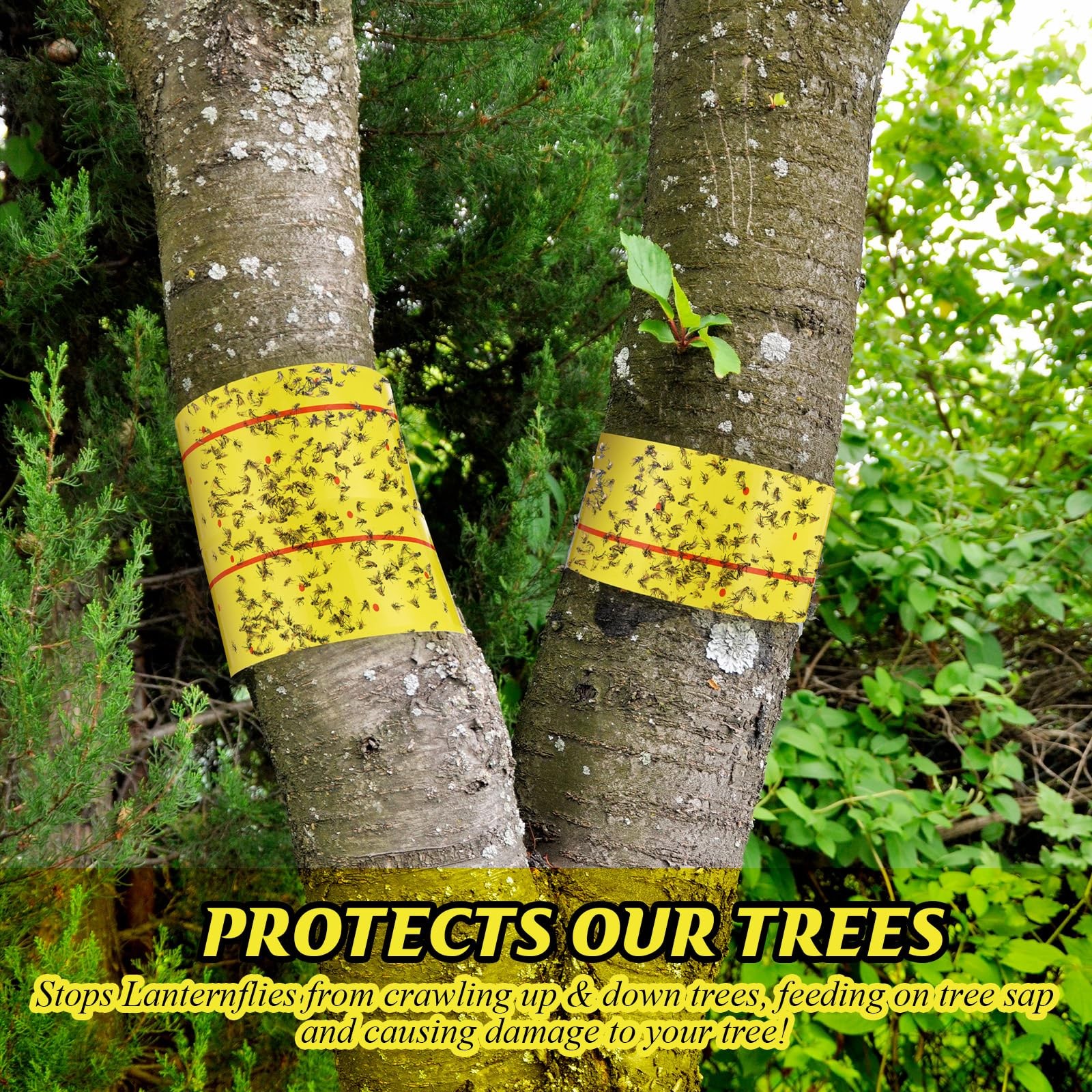12 Rolls (30 Feet Each) Spotted Lantern Fly Tree Trap Outdoor Fruit Fly Stick…