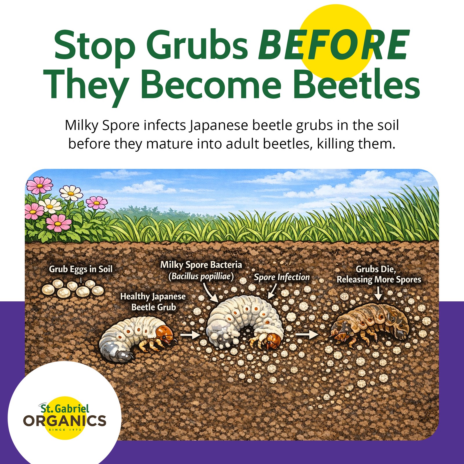 St. Gabriel Organics Milky Spore Japanese Beetle Grub Killer Granules, 15lb