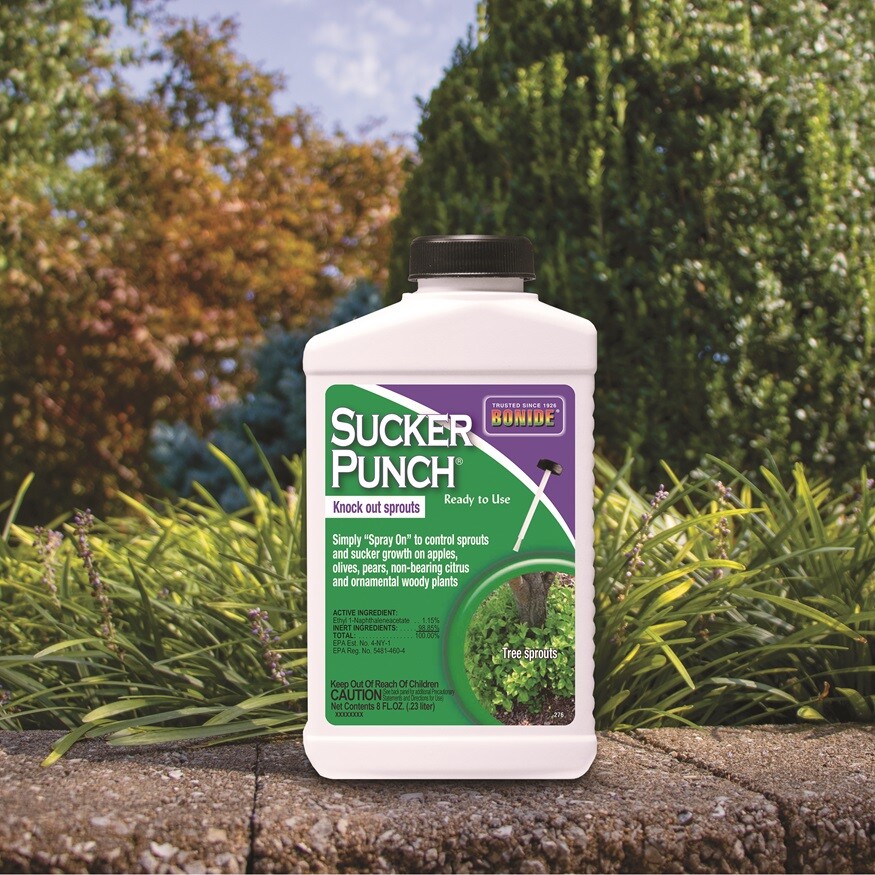 Bonide 276 8 Oz Sucker Punch Brush On Sucker & Sprout Control , Growth Regulator
