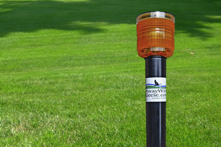 AWAY WITH GEESE – Residential Unit disrupts geese – Geese Deterrent Guaranteed!
