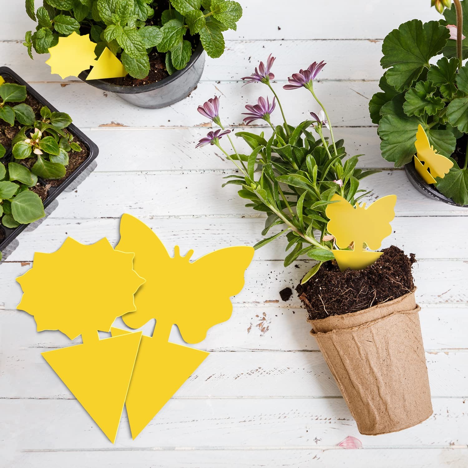 Fruit Fly Traps Indoor Fungus Gnat Trap 48PCS for Plants Yellow Houseplants O