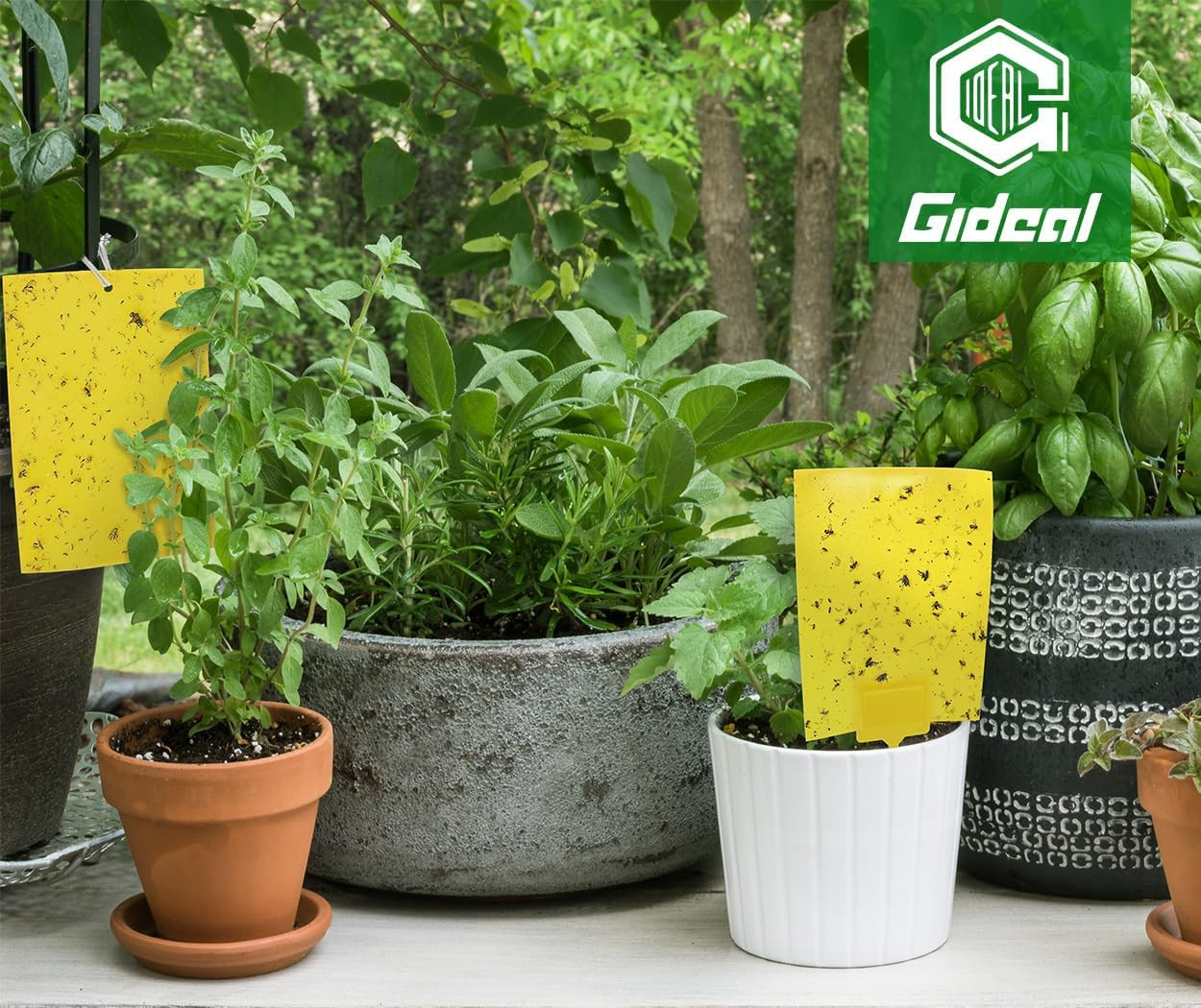 20-Pack Dual-Sided Yellow Sticky Traps for Flying Plant Insect Such as Fungus