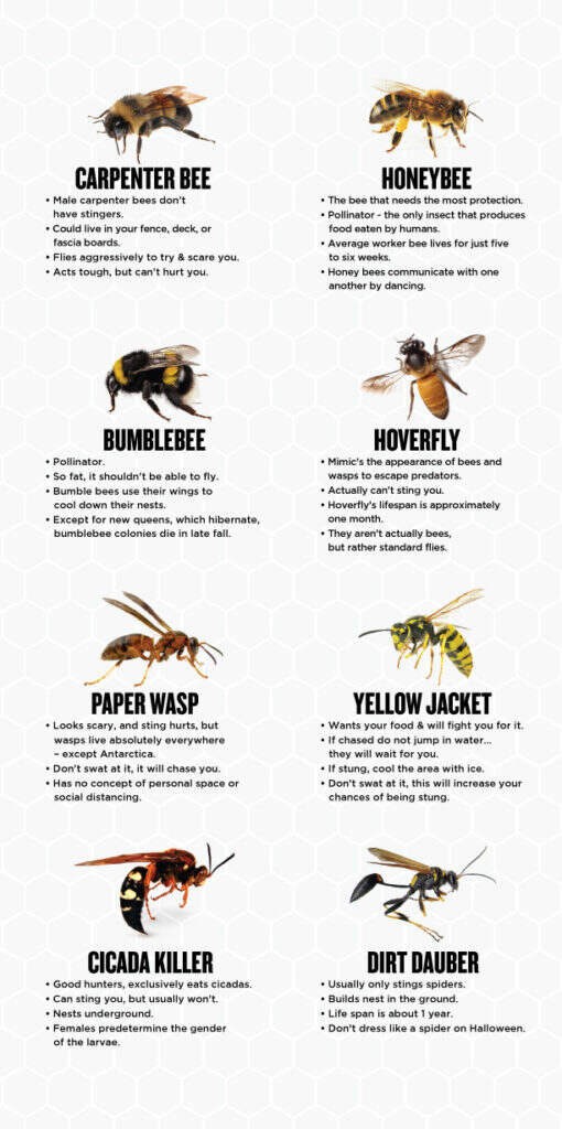 14 oz PT Wasp Freeze II Wasp and Hornet Insecticide Aerosol Can BASF