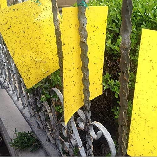 20 PACK Garden Sticky Traps Cucumber Beetle Trap Fruit Fly Trap Fly 6×8 Papers