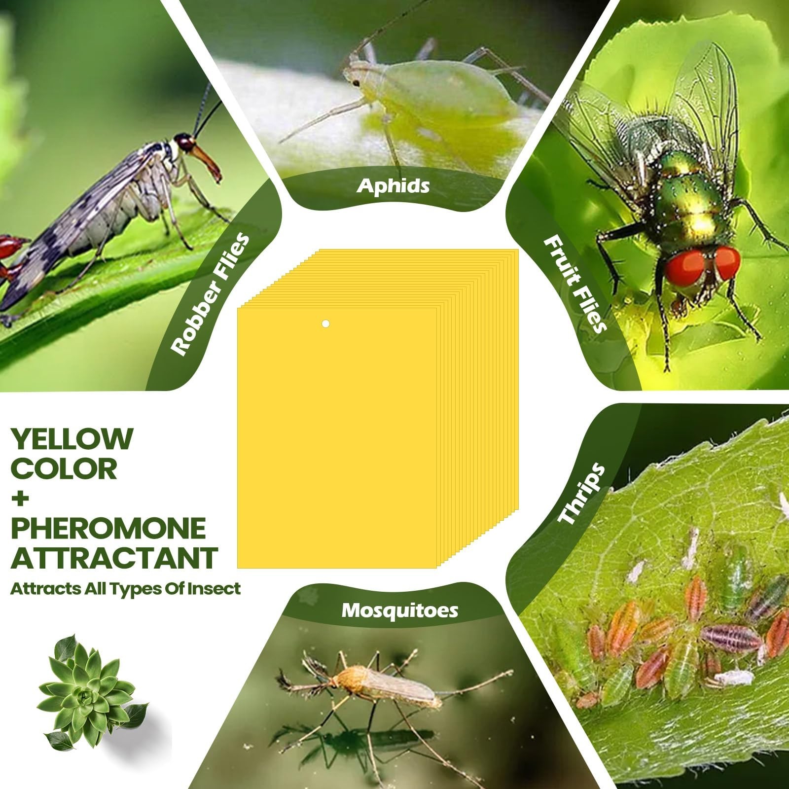 300 Pcs Yellow 6″x8″ Dual-Sided Sticky Traps for Gnats, Fruit Flies & Bugs – Ind