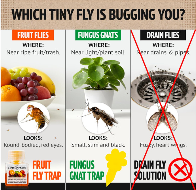 Super Ninja Fruit Fly Traps for Indoors – 4 Pack, Highly Effective Fruit Fly Cat