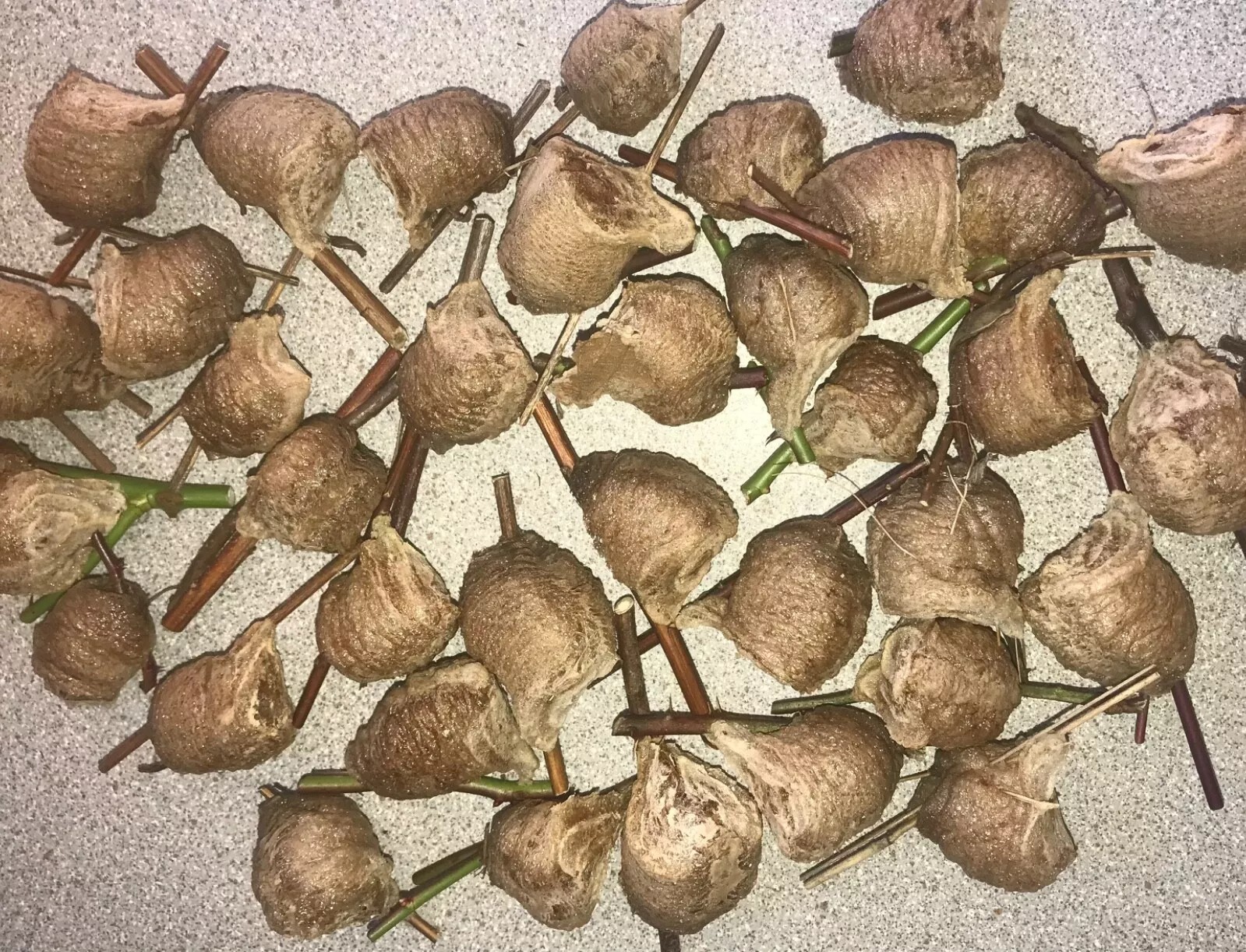 5 – Praying Mantis Egg Casings Chinese very nice size 50 to 600 per babies per