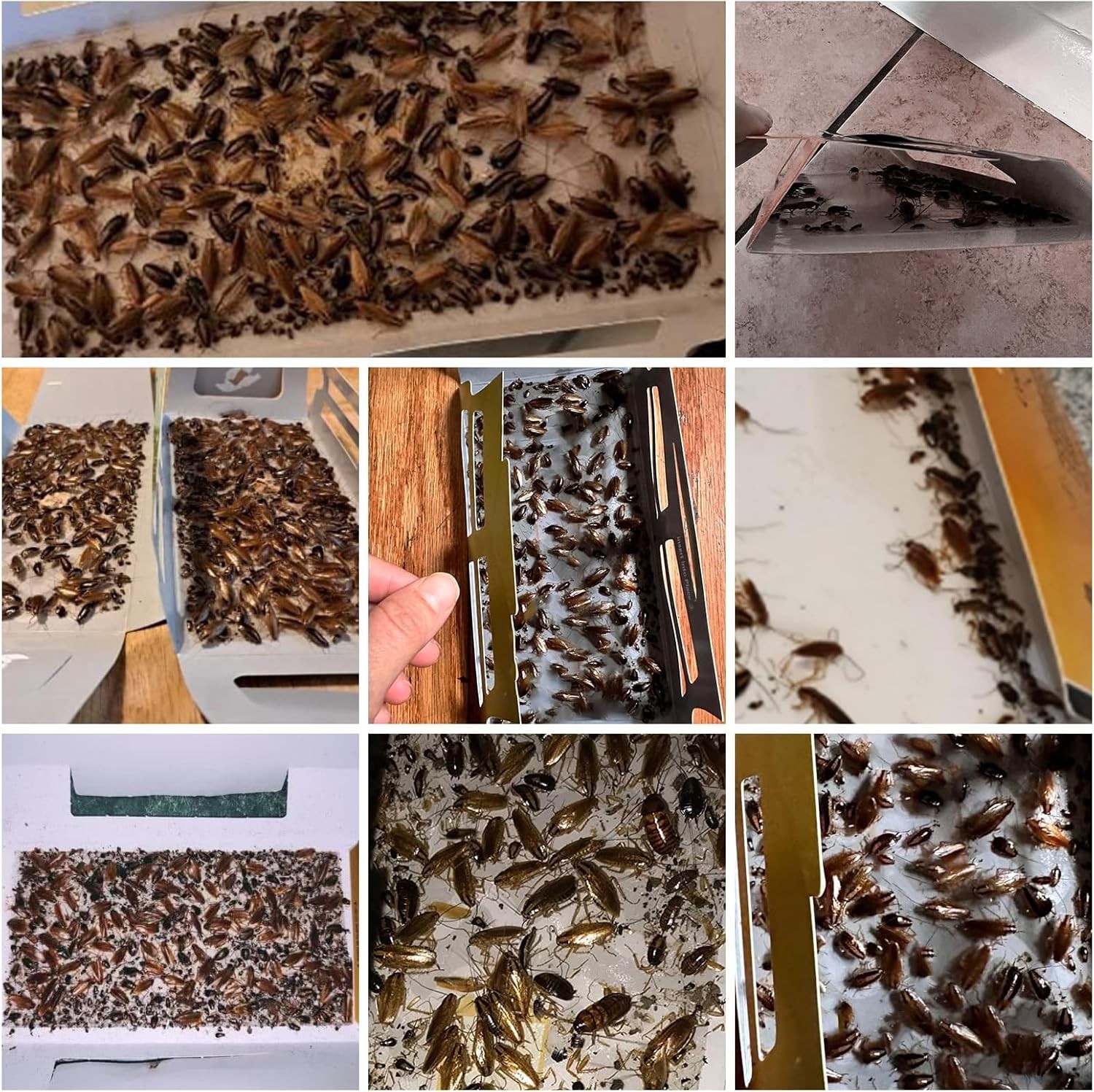 20 Pack Roach Traps,Cockroach Traps Indoor Home,Glue Roach Traps,Child&Pets safe